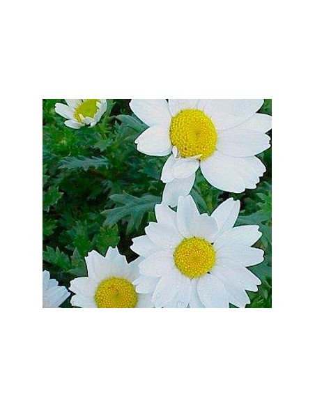 Leucanthemum paludosum por € 1,95 em Germigarden