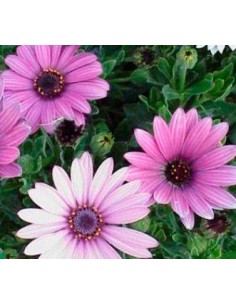 Comprar dimorfoteca de muchos colores desde 3,75€ en Germigarden 2