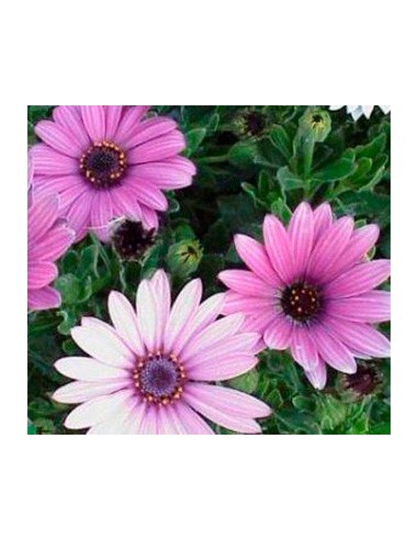 Achetez une dimorphothèque de plusieurs couleurs à partir de 3,50€ chez Germigarden