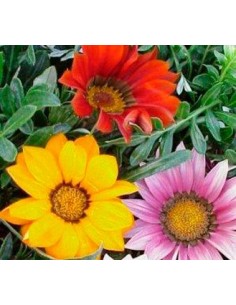 Comprar gazania en varias medidas y colores desde 1,95€ en Germigarden 2