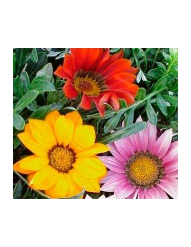 Comprar gazania en varias medidas y colores desde 1,95€ en Germigarden