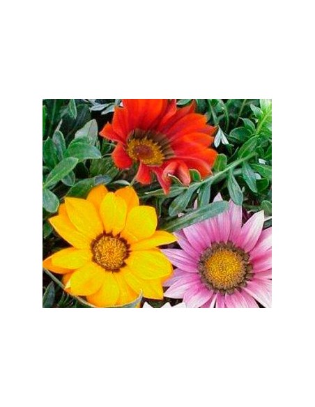 Comprar gazania en varies mides i colors