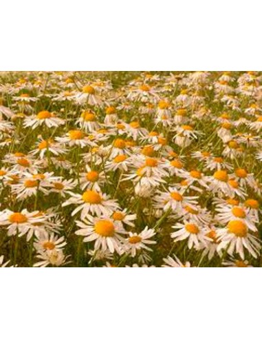 Leucantemus vulgaris