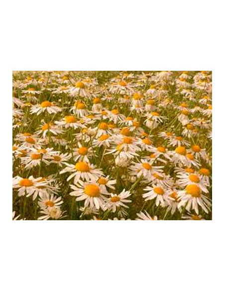 Leucantemus vulgaris