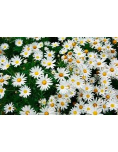 Marguerite à fleurs blanches antiques à partir de 8,75€ chez Germigarden 2