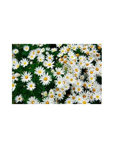 Marguerite à fleurs blanches antiques à partir de 8,75€ chez Germigarden