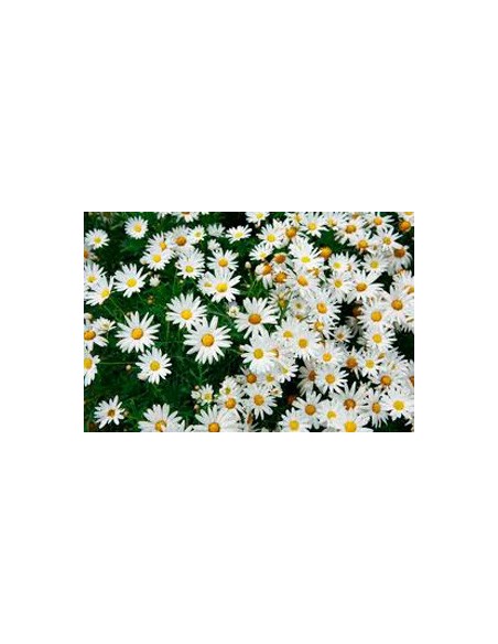Margarida Flor Branca Antiga desde € 8,75 em Germigarden