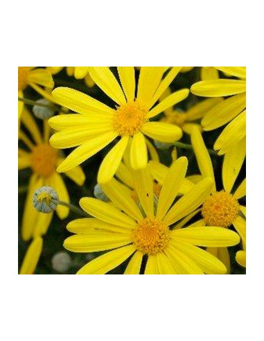 Achetez des euryops à fleurs jaunes à partir de 4,95€ chez Germigarden