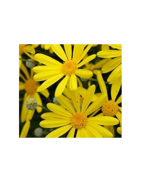Achetez des euryops à fleurs jaunes à partir de 4,95€ chez Germigarden
