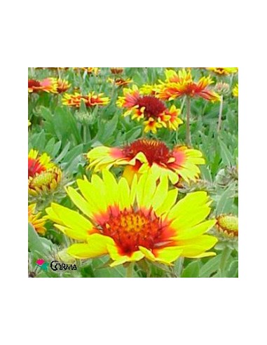 Comprar gallardia Aristata en Germigarden