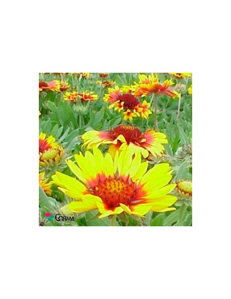 Comprar gallardia Aristata en Germigarden