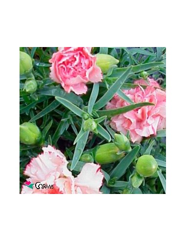 Clavel mediterraneo desde 9,60€ en Germigarden