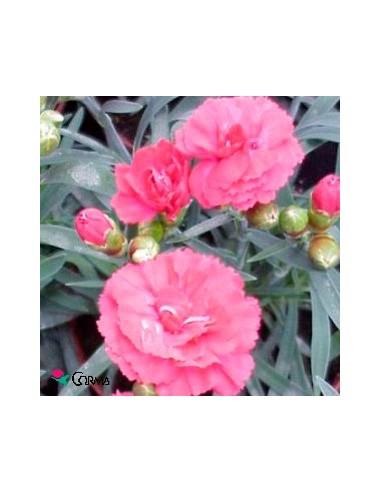 Carnation Ten Nelke pour 2,25 € chez Germigarden