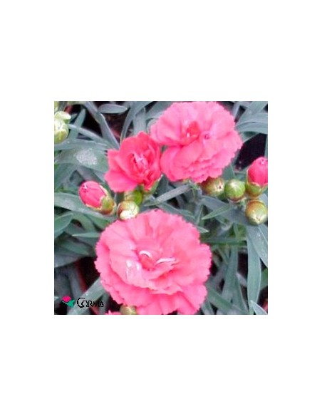 Clavel Ten Nelke por 2,25€ en Germigarden