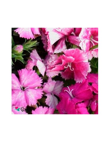 Oeillet chinois à partir de 1,85€ chez Germigarden