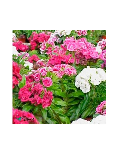 Oeillet du poète à 3,50€ chez Germigarden