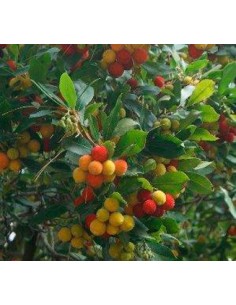 Arbousiers à vendre pour 13,95 € à Germigarden 2