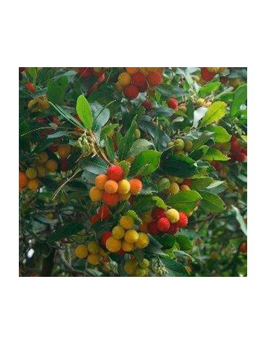 Venta de madroños por 13,95€ en Germigarden