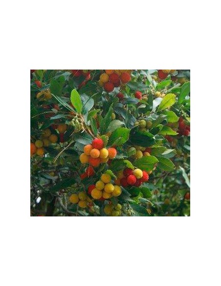 Arbousiers à vendre pour 13,95 € à Germigarden