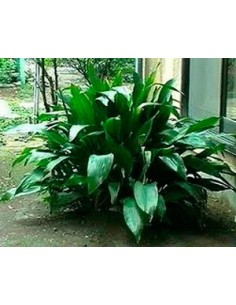 Comprar aspidistra por 2,25€ en Germigarden 2