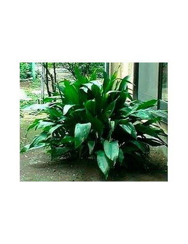 Comprar aspidistra por 2,25€ en Germigarden