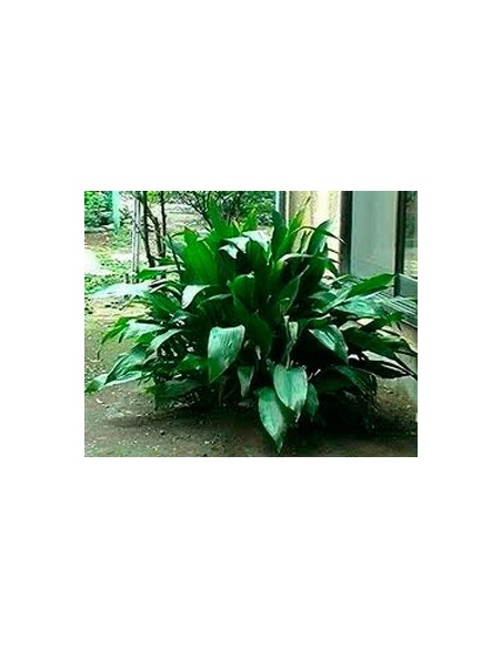 Aspidistra