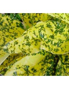 Comprar aucuba o cubana por 5,55€ en Germigarden 2