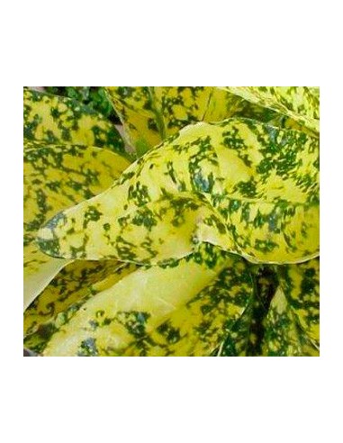 Compre aucuba por € 5,55 em Germigarden