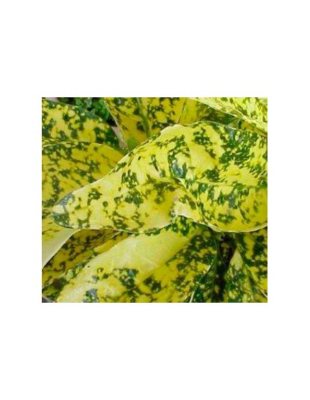 Compre aucuba por € 5,55 em Germigarden