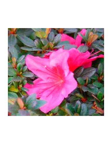 Achetez de l'azalée chez Germigarden à partir de 9,65 €
