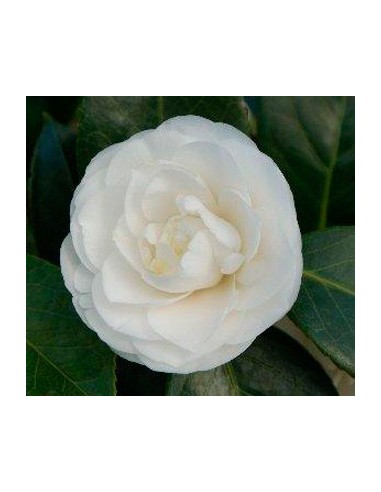 Achetez du camélia à partir de 19,80€ chez Germigarden