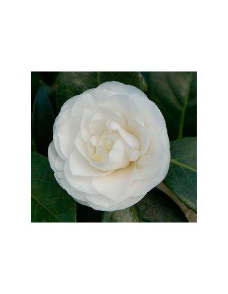 Comprar camelia desde 19,80€ en Germigarden