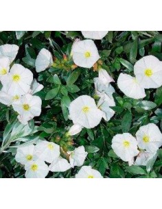 Acheter des liserons pour 13,50 € chez Germigarden 2