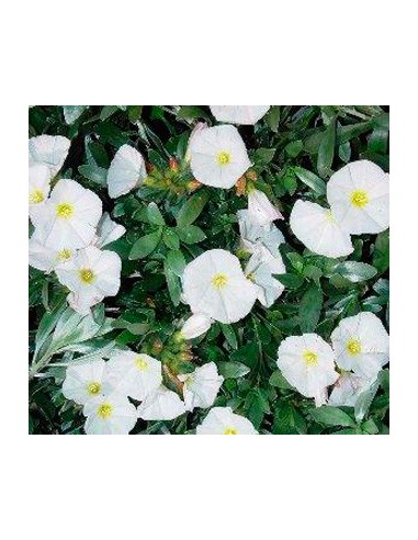 Comprar convolvulus por 13,50€ en Germigarden