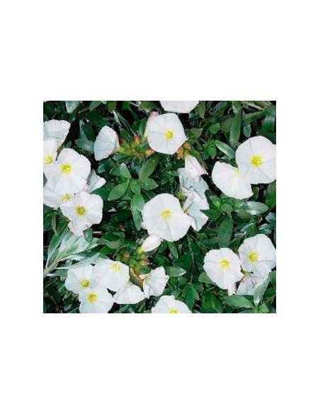 Acheter des liserons pour 13,50 € chez Germigarden