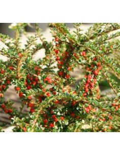 Cotoneaster horizontalis desde 11,95€ en Germigarden 2