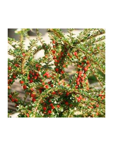 Cotoneaster horizontalis desde 11,95€ en Germigarden