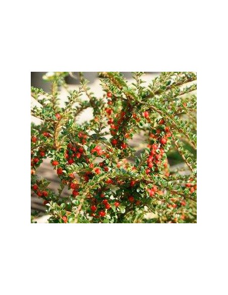 Cotoneaster horizontalis desde 11,95€ en Germigarden