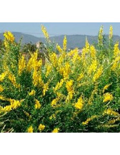 Comprar ginesta des de 11,35€ a Germigarden 2
