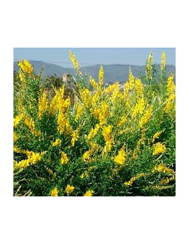 Comprar retama desde 11,35€ en Germigarden
