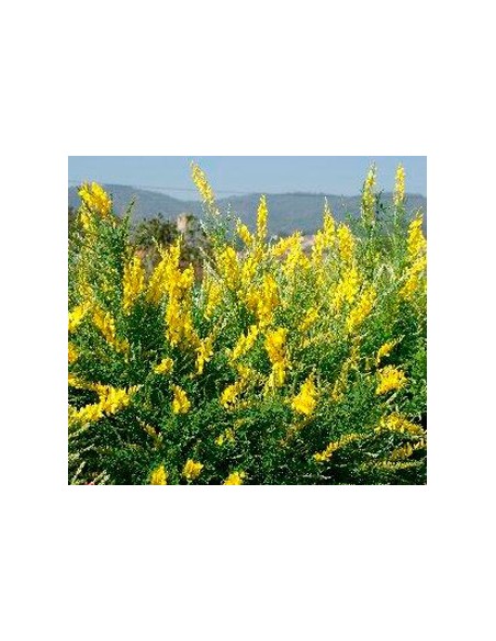 Comprar ginesta des de 11,35€ a Germigarden