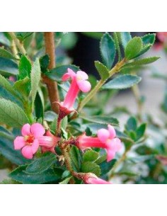 Escalonia (maceta 19 cm ø) 2