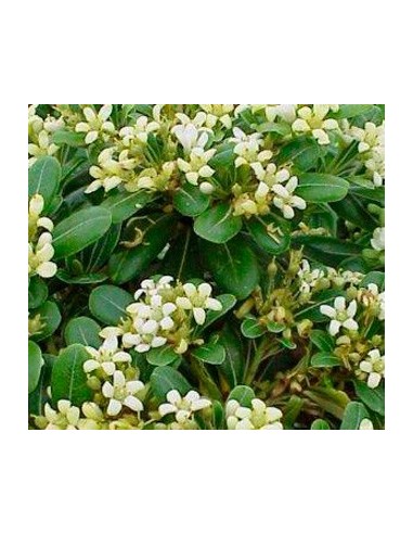 Comprar Pittosporum Tobira por € 4,25 em Germigarden
