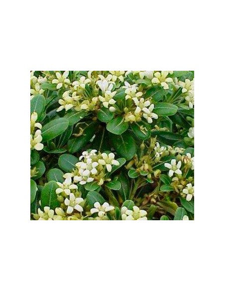 Comprar pittosporum por 4,25€ en Germigarden