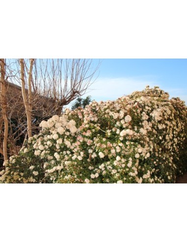 Achetez du durillo chez Germigarden pour 9,25 €