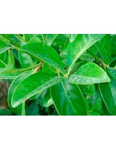 Comprar viburnum lucidum en Germigarden 2