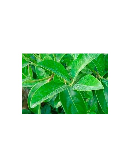 Compre viburnum lucidum por € 8,80 em Germigarden