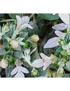 Teucrium fruticans (maceta 19 cm ø) 2
