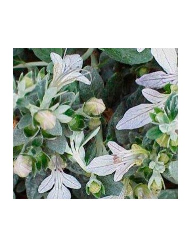 Compre Teucrium fruticans ou mato-branco em Germigarden