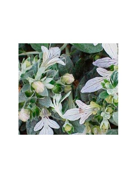 Compre Teucrium fruticans ou mato-branco em Germigarden